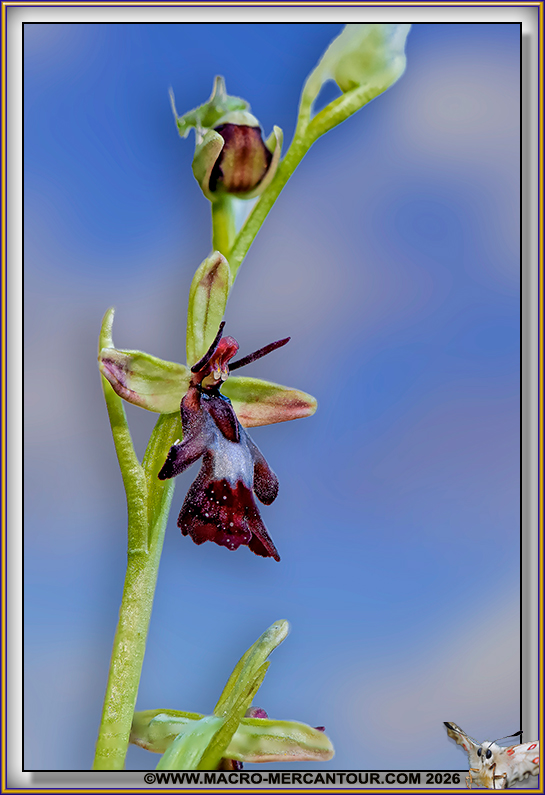 Ophrys mouche